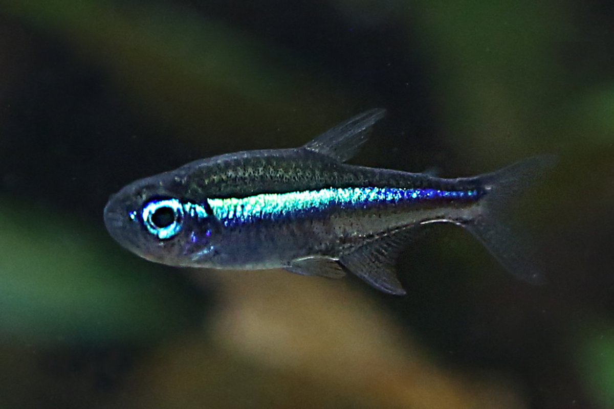 Вуалевый неон рыбка