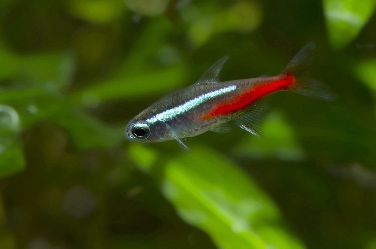 Neon Tetra Fish