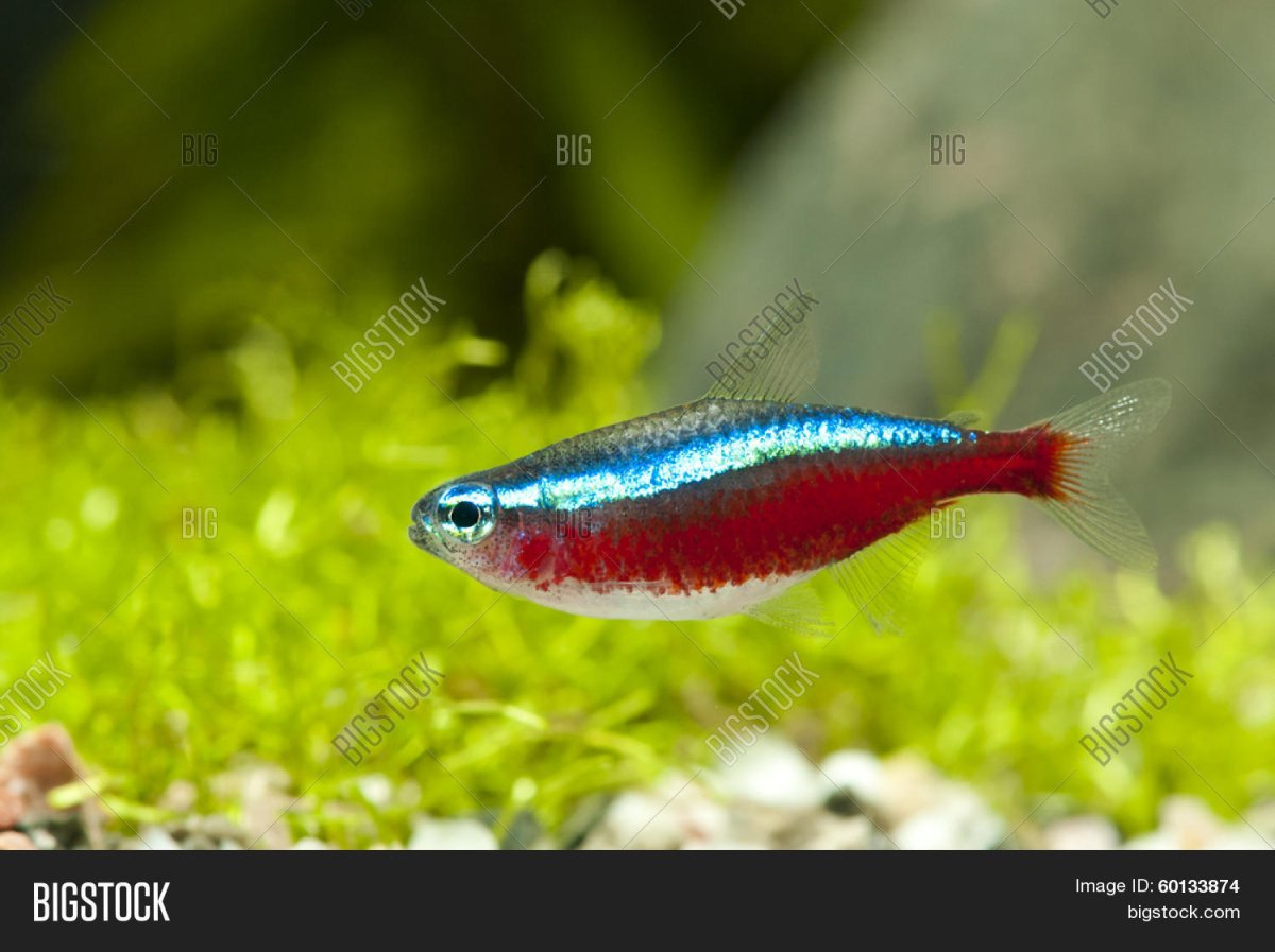 Уживется ли Кардинал с стейкой неонов