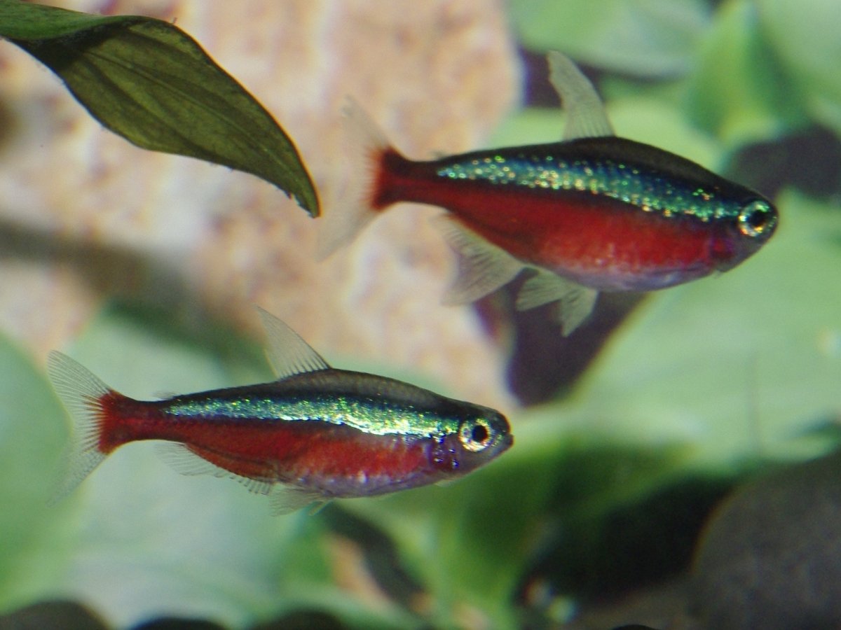 Тетра Кардинал