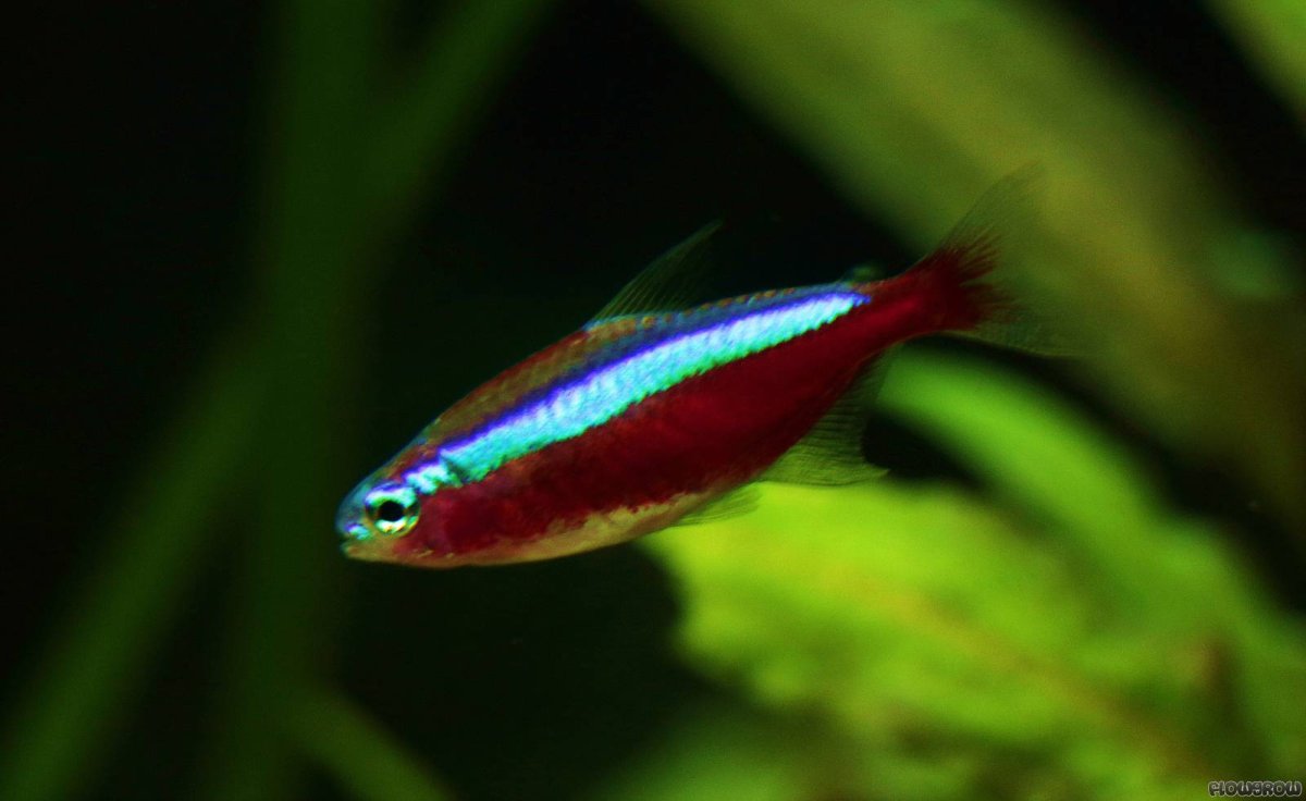 Неон красный рыбка