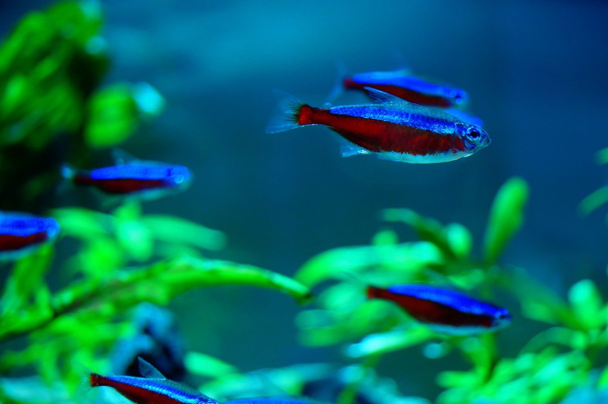 Неон Кардинал вуалевый