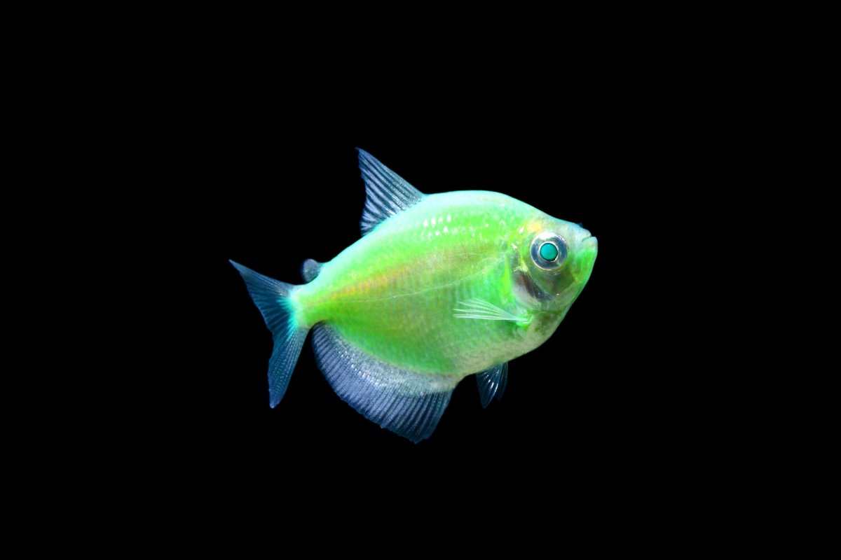 Тернеция глофиш зеленая