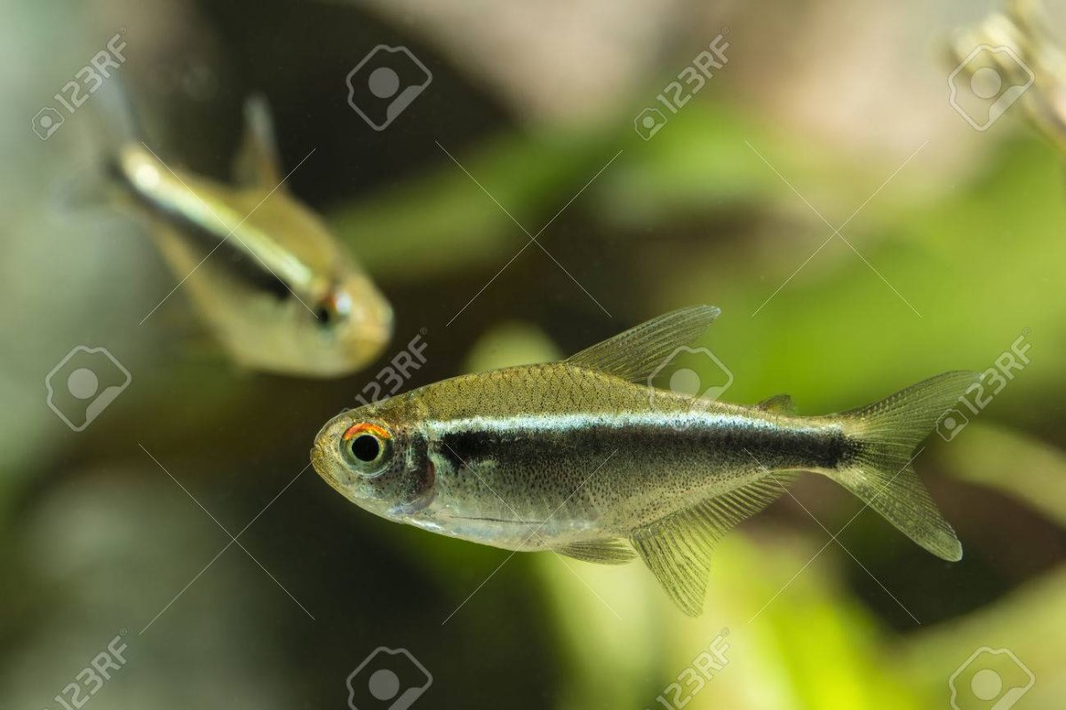 Малек неона черного