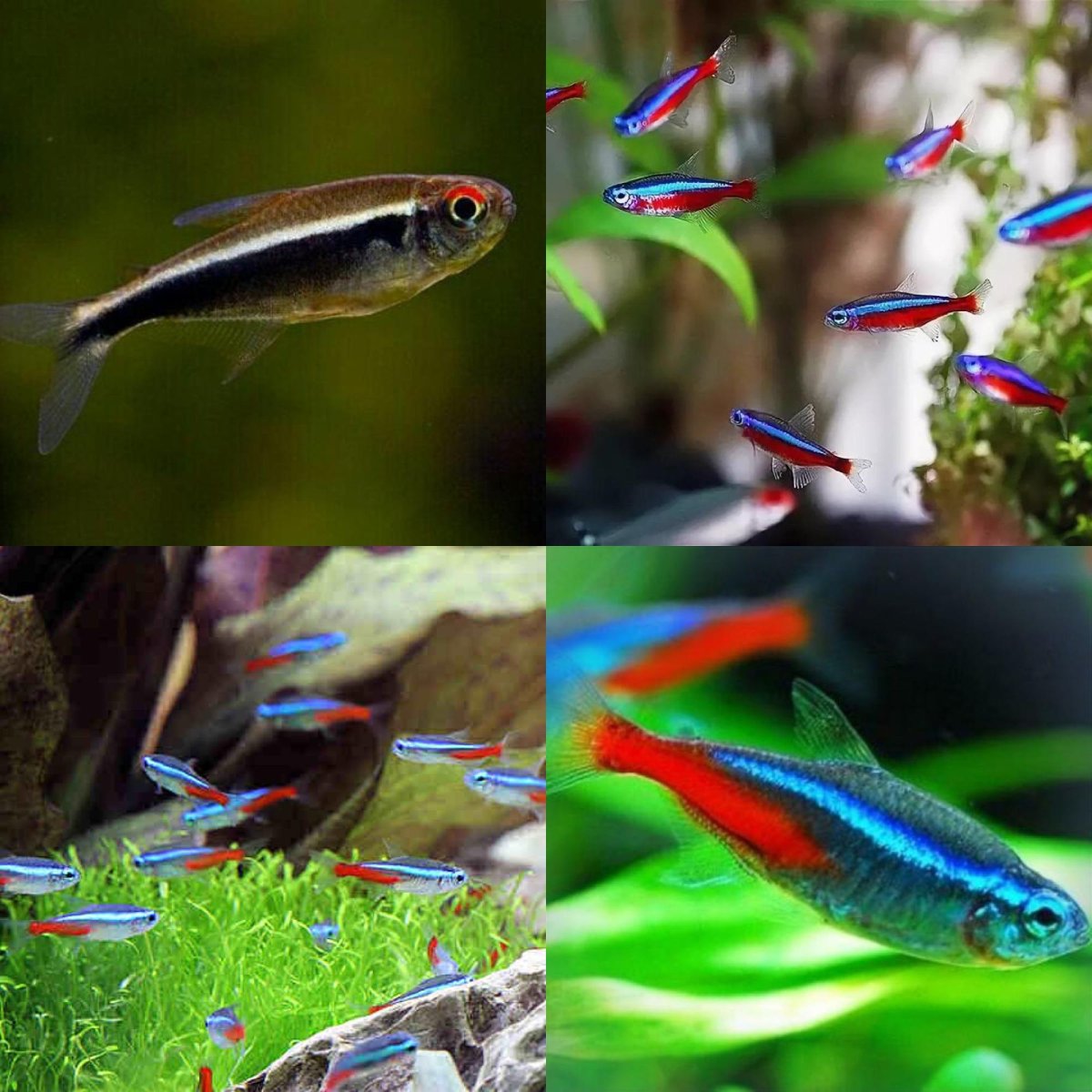 Кардинал или неон