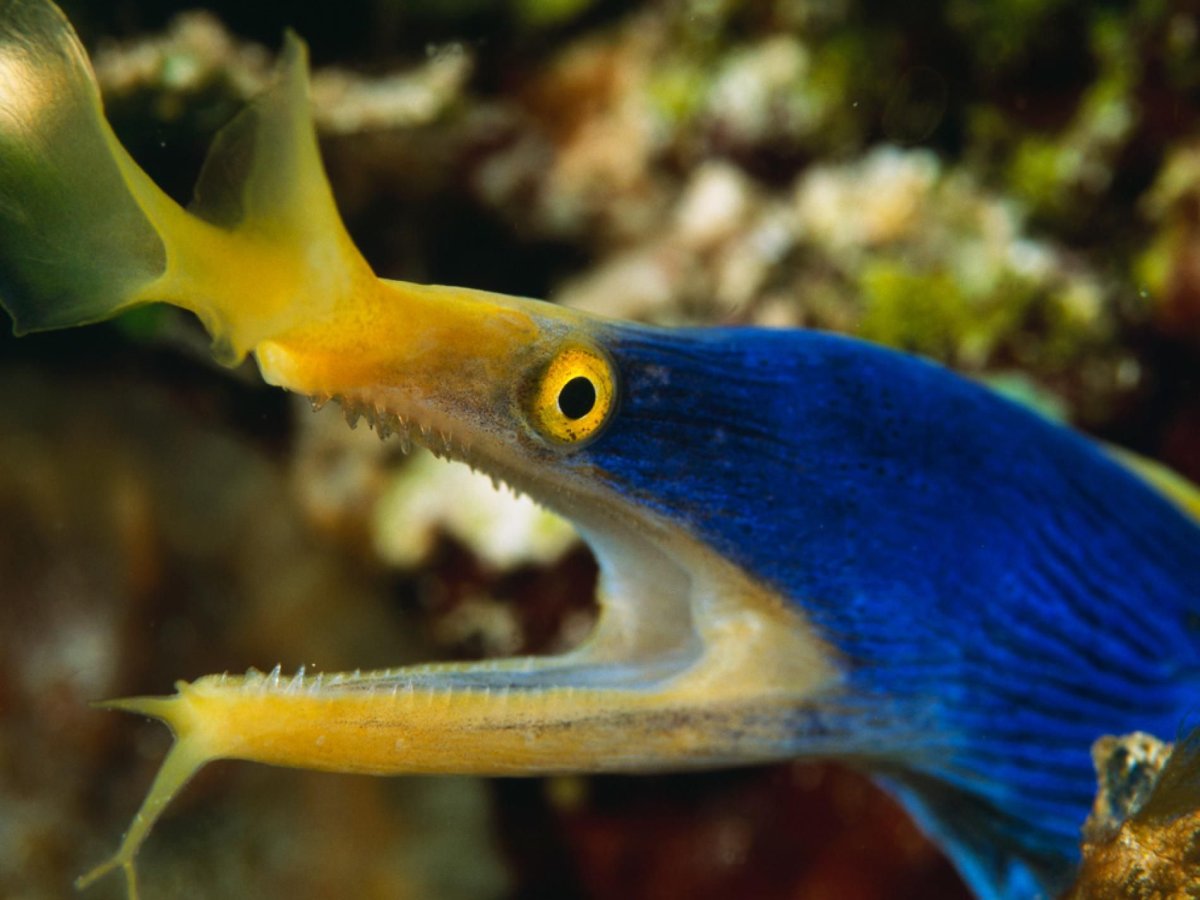 Голубая ленточная мурена