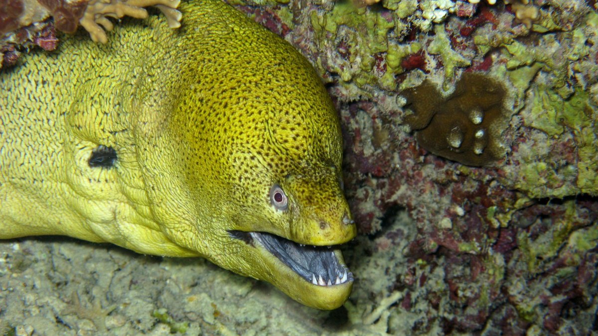 Мурена ехидна