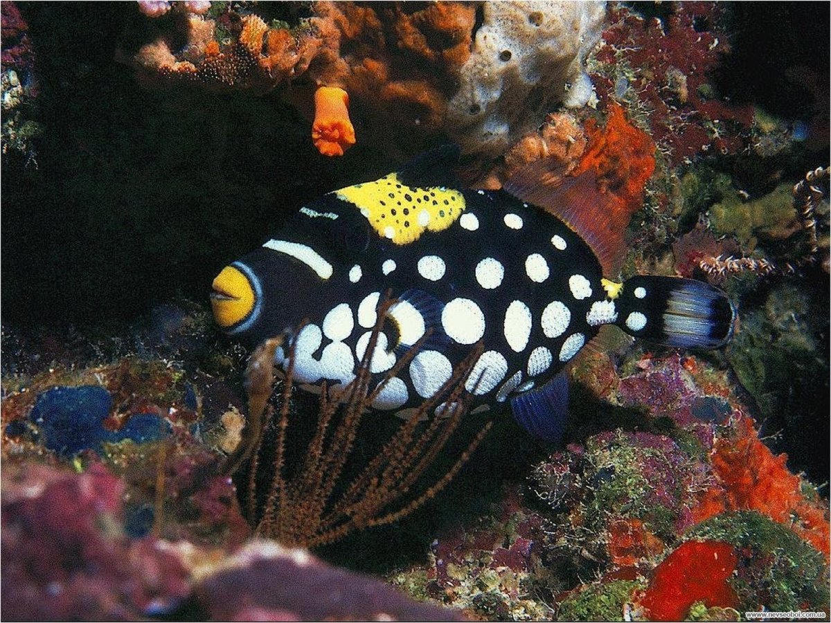 Рыба спинорог клоун