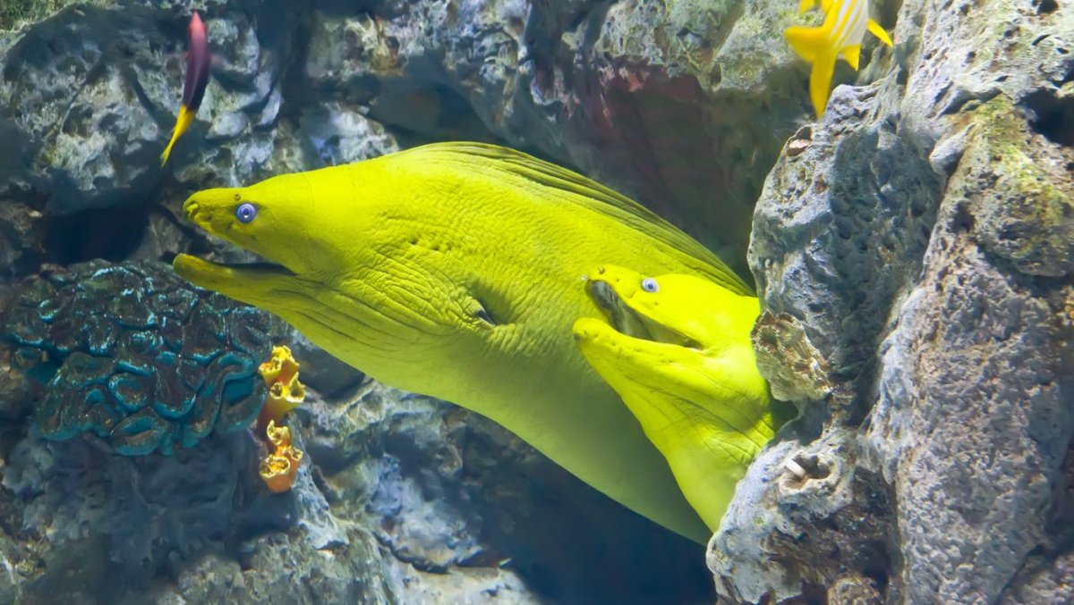 Диагостини жёлтая мурена