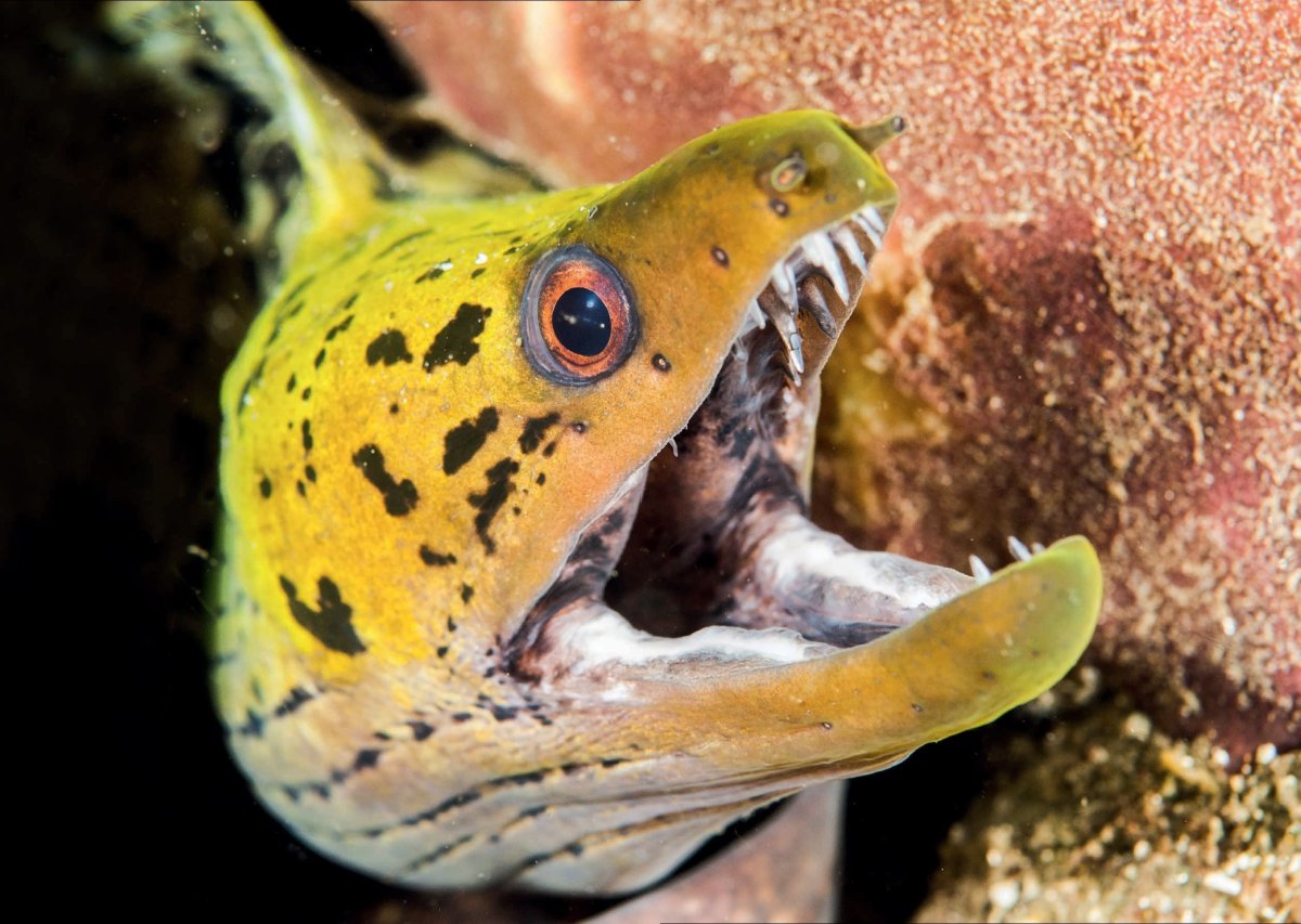 Мурена с открытым ртом