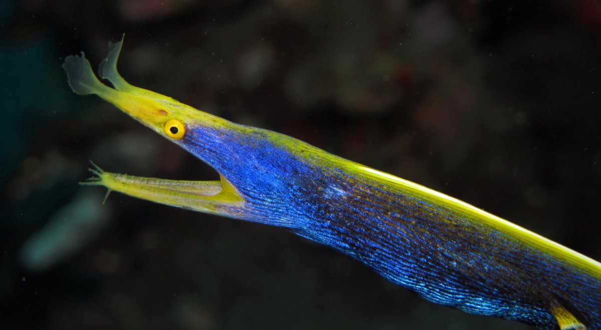 Мурена аквариумная