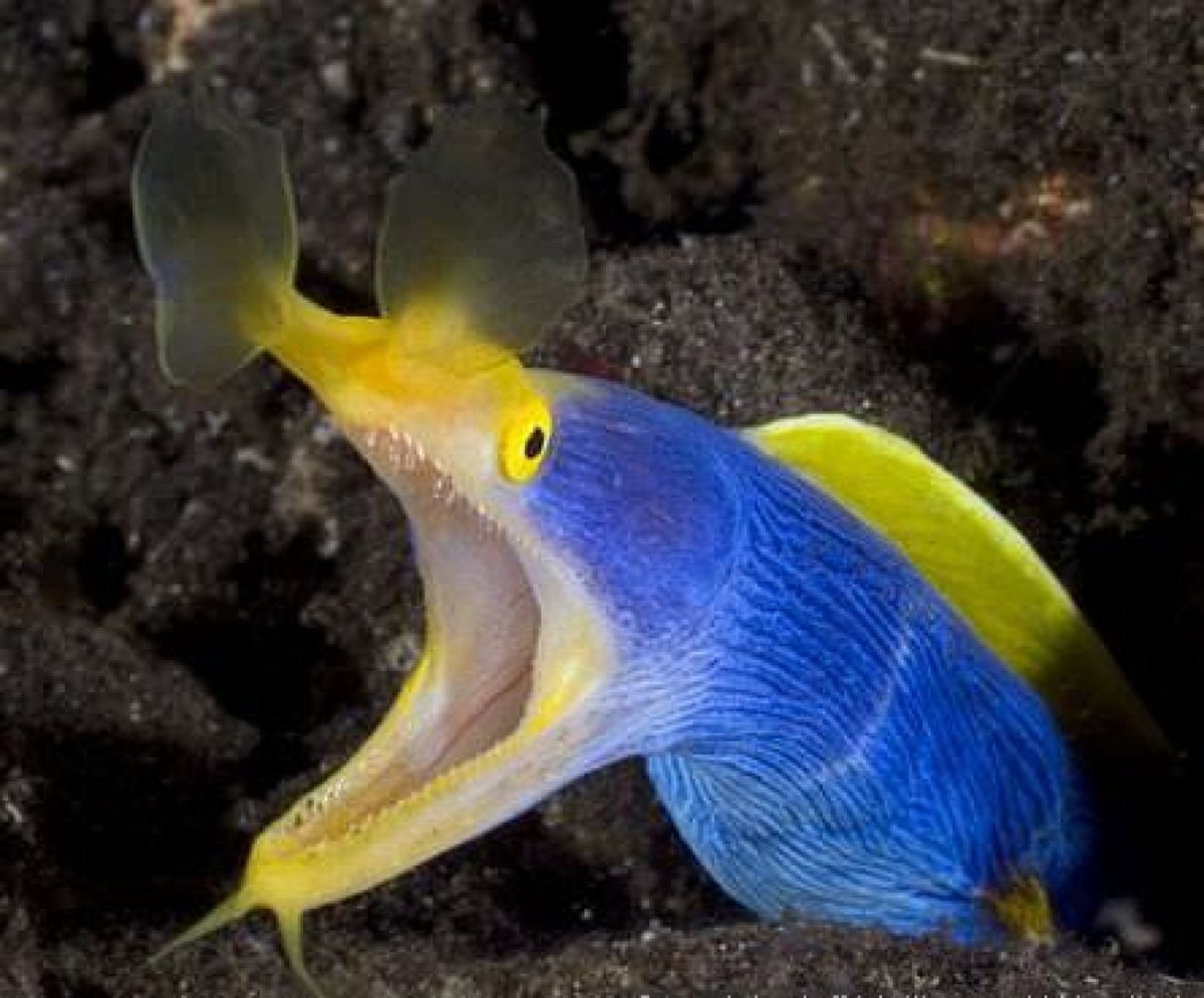 Риномурена голубая