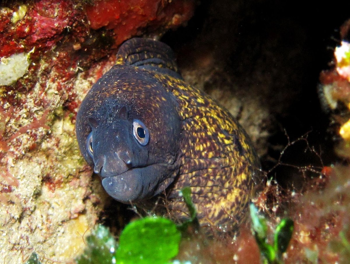 Мурена анфас