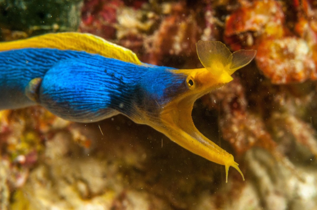 Мурена морская ленточная