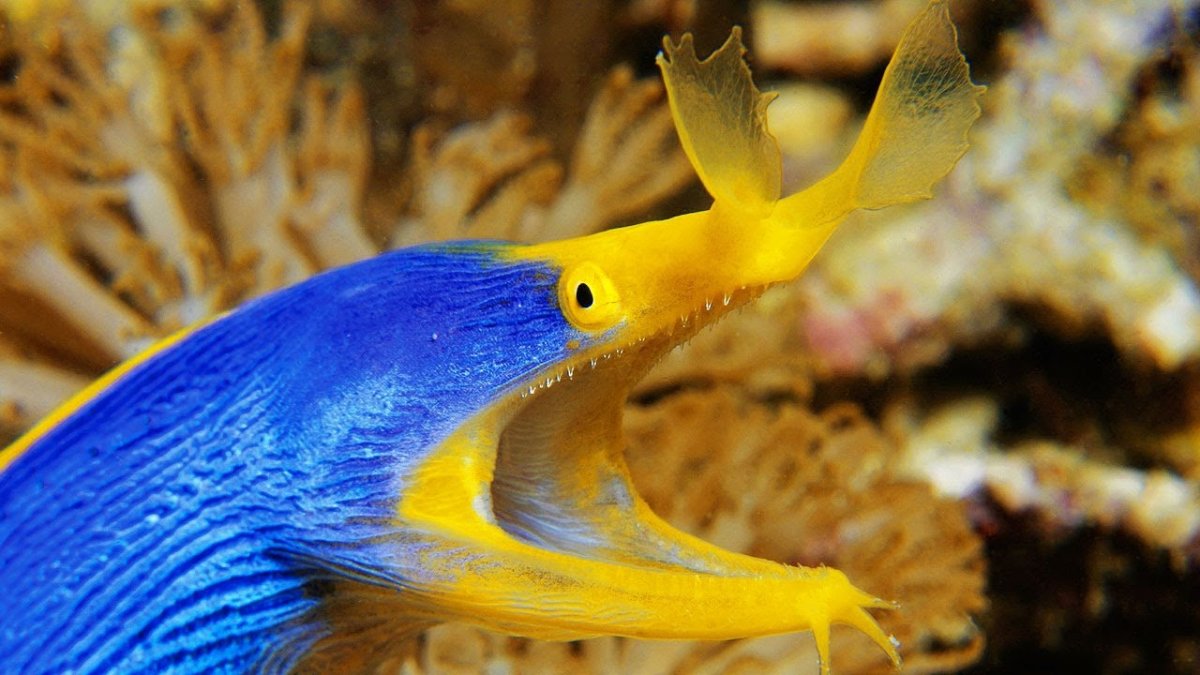 Мурена голубая