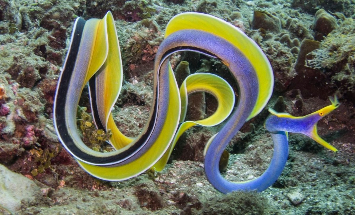 Морская змея мурена