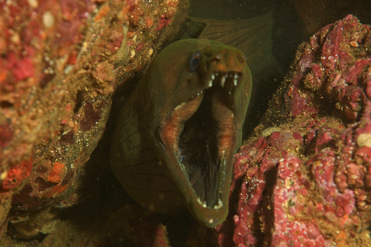 Гигантская мурена челюсти