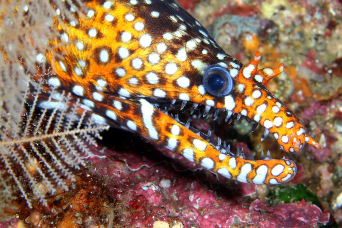 Протокооперация мурена