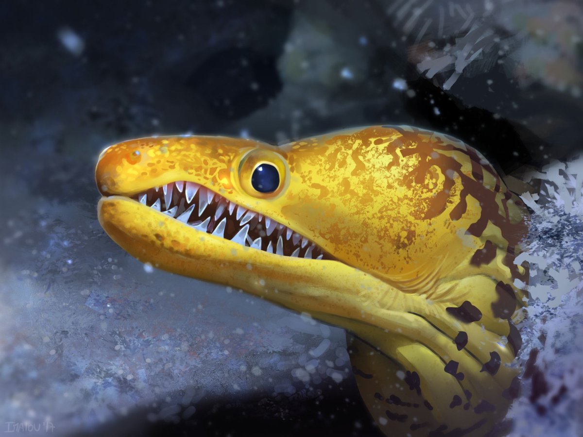 Мурена малек