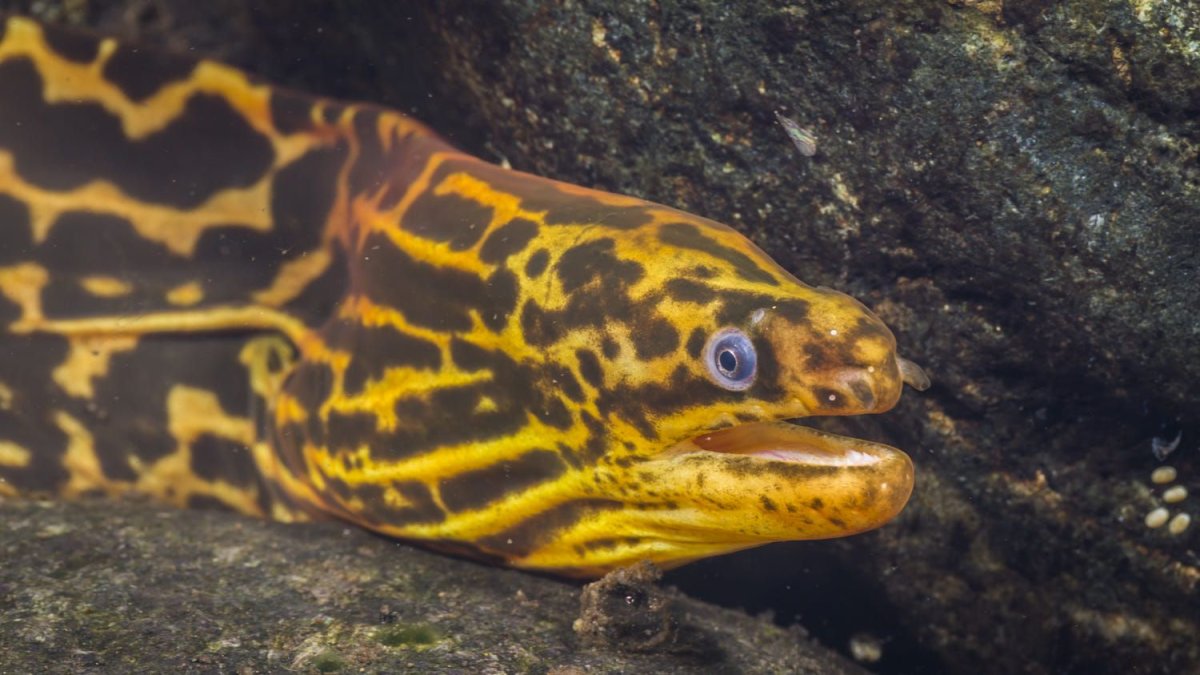 Мурена тигровая Пресноводная