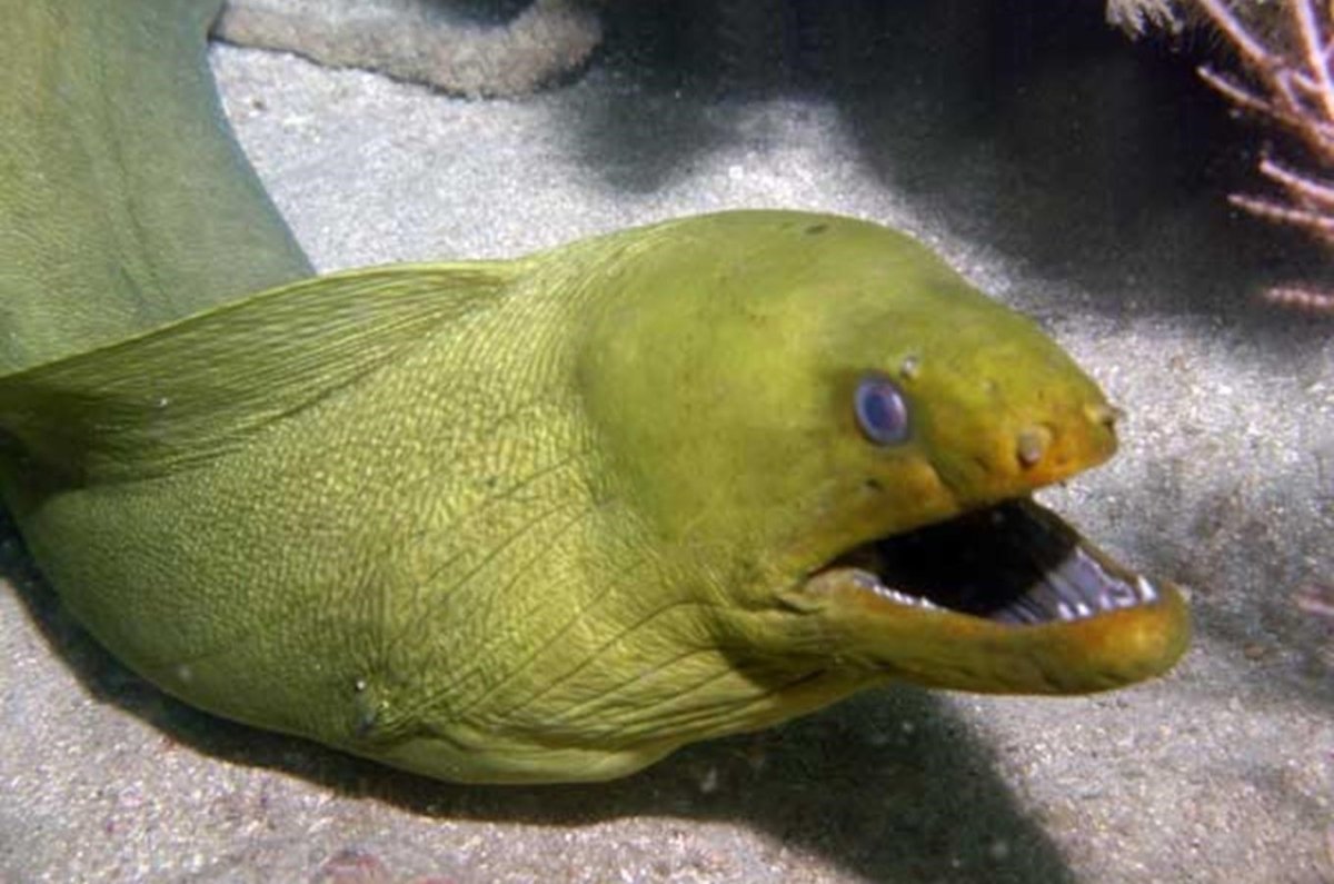 Мурена рыба желтая