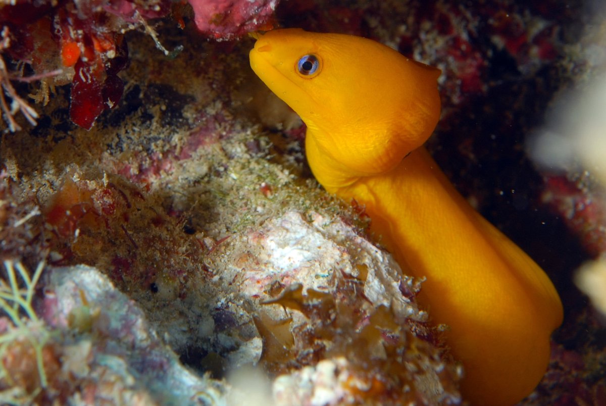 Мурена рыба белая