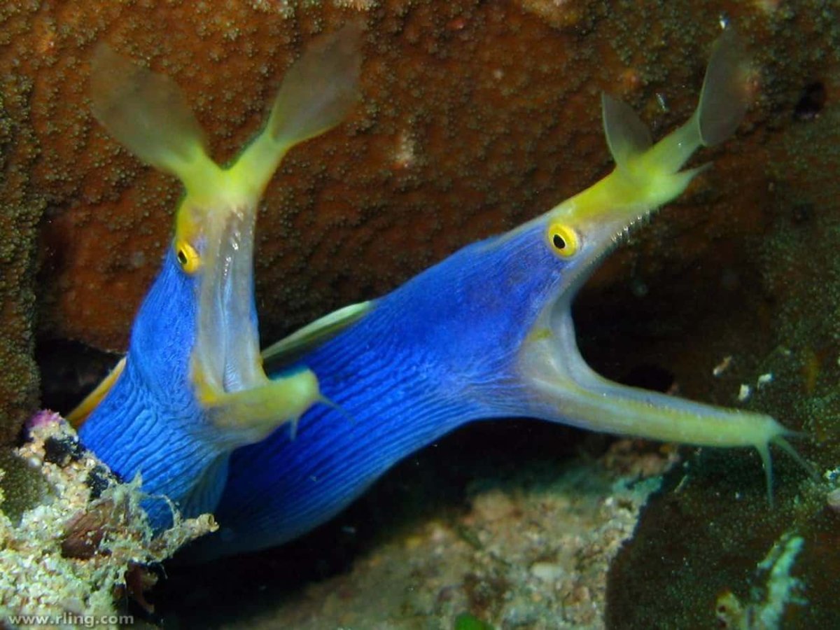 Мурена рыба синяя