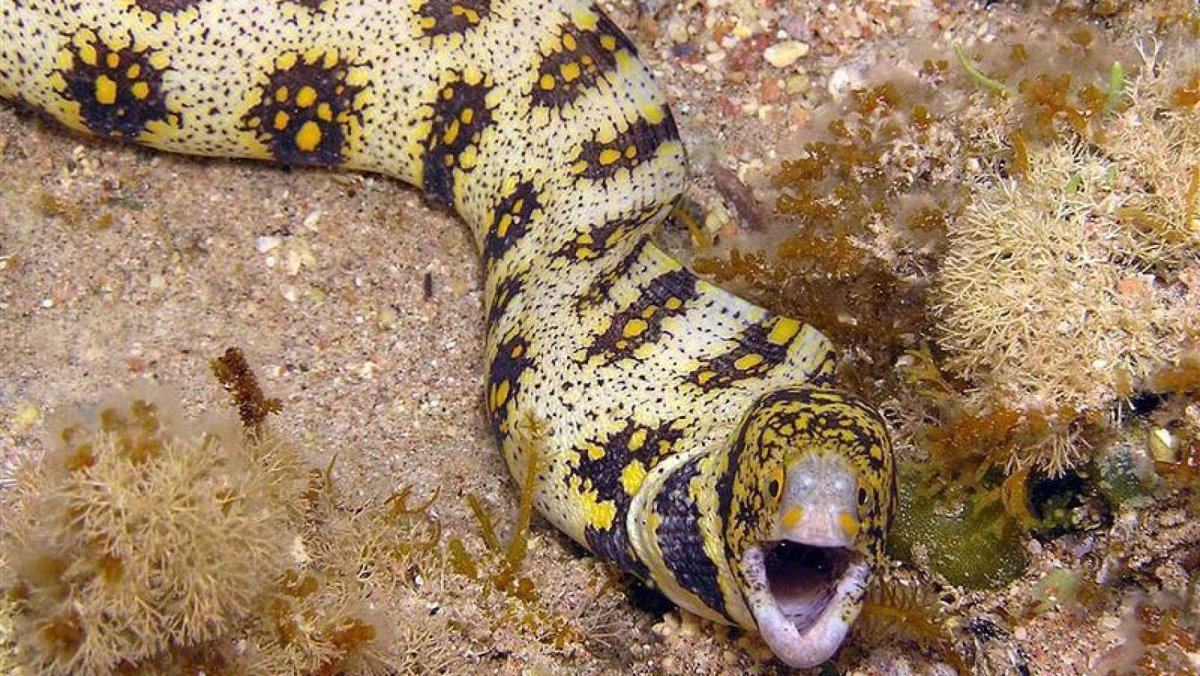 Мурена звездчатая