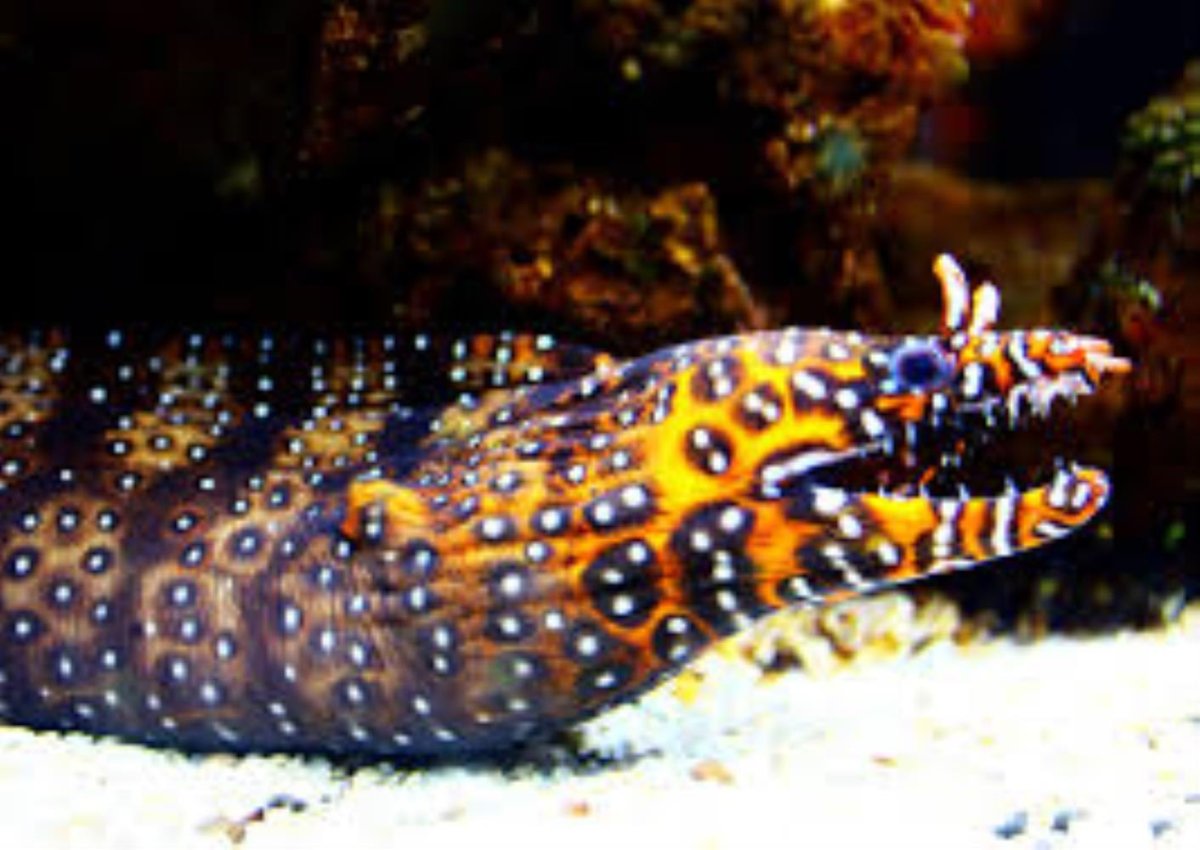 Драконья мурена