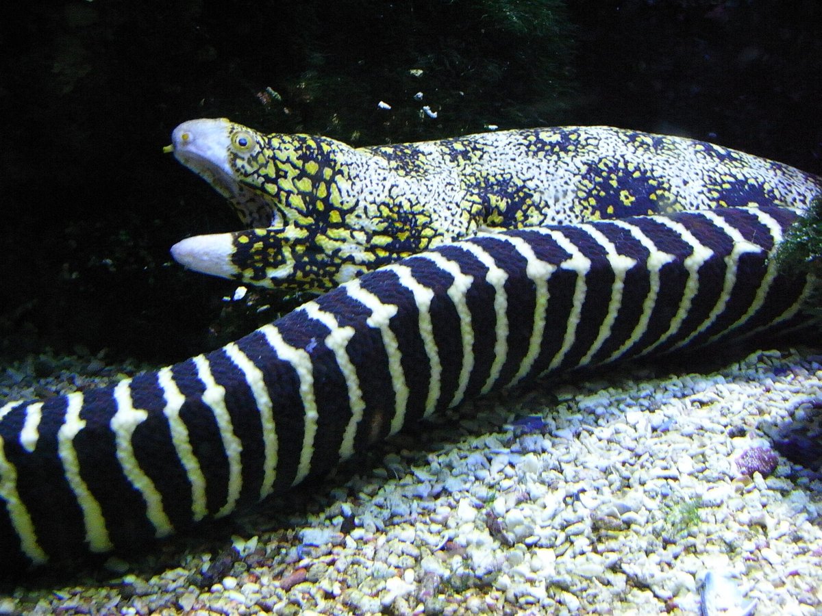 Средиземноморская мурена