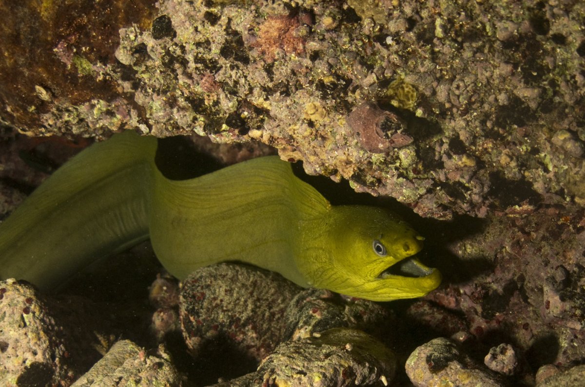 Мурена мора