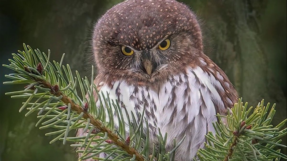 Калифорнийский Сыч