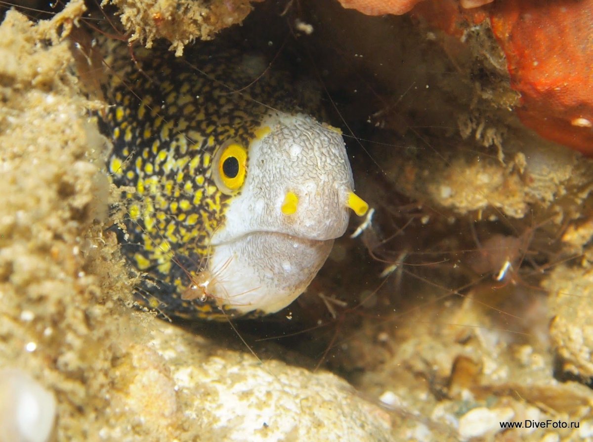 Снежная мурена