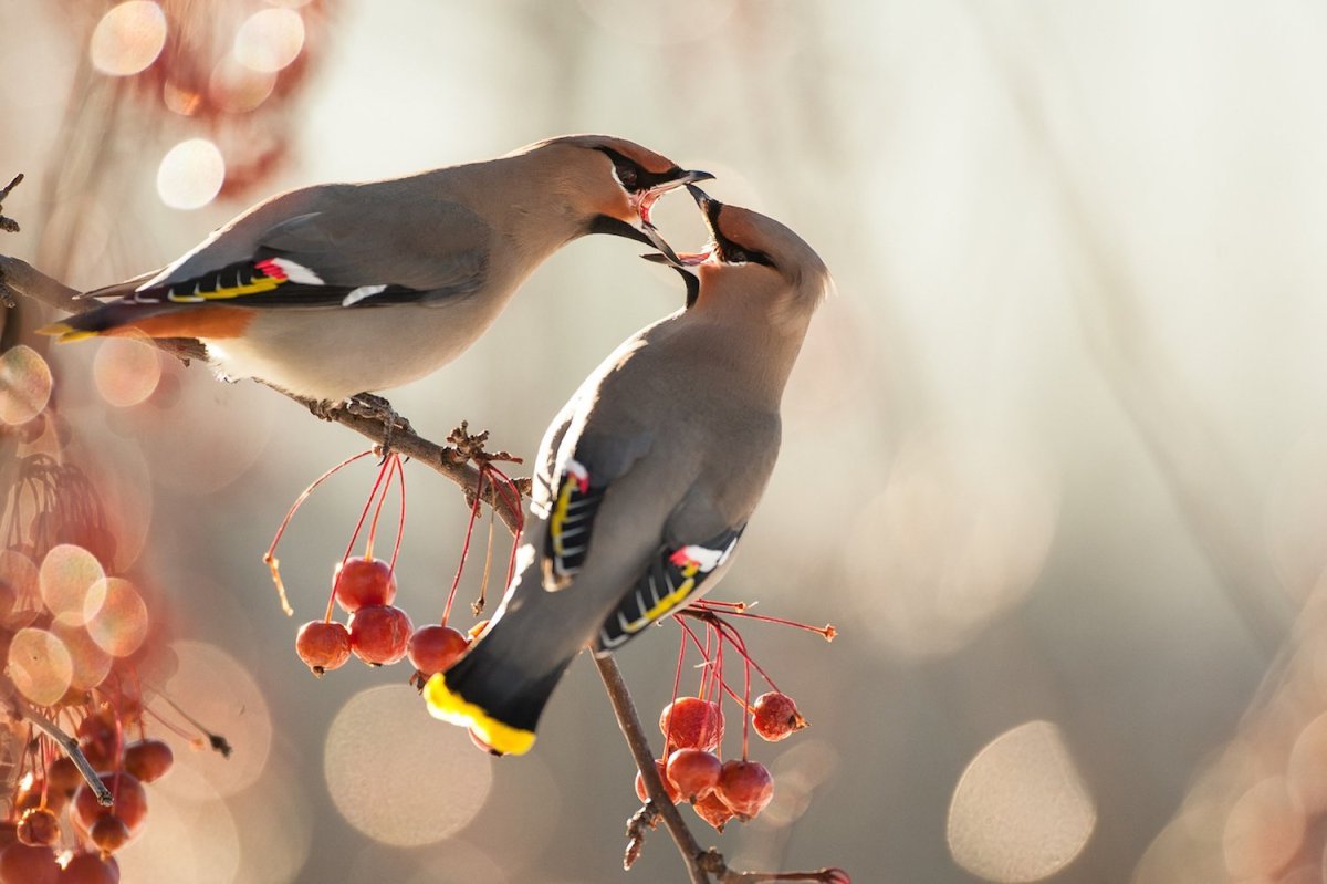 Канадский Джей птица