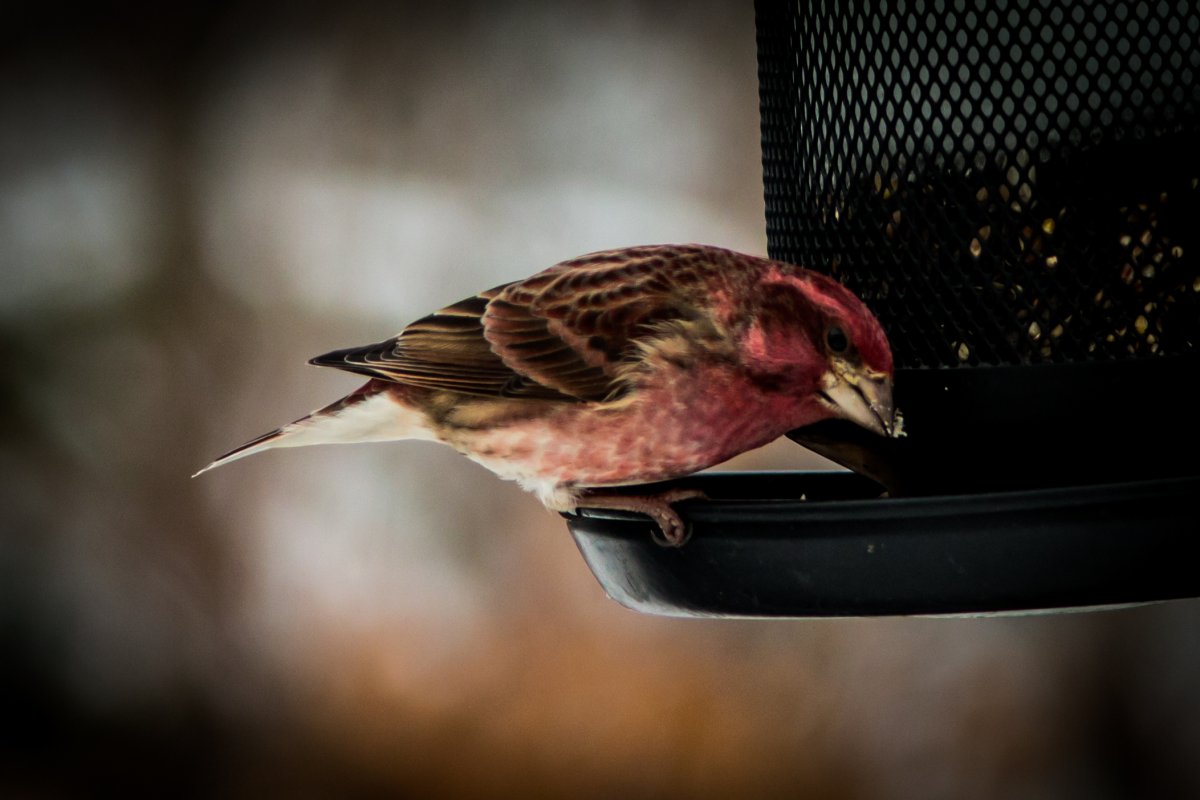 Птицы Канады книга
