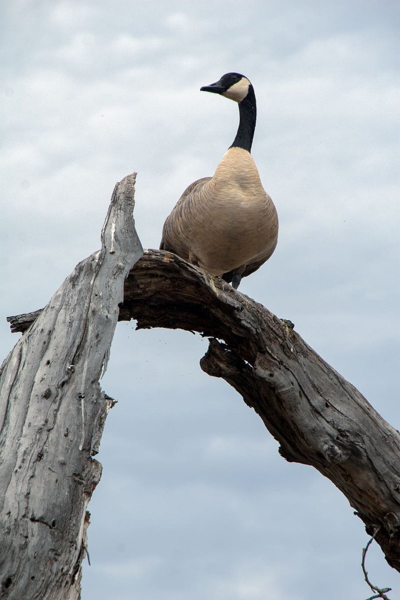 Золотой фазан полет