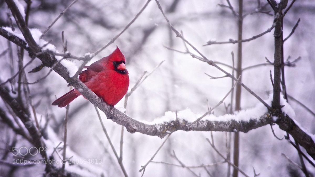 Красный Кардинал птенец