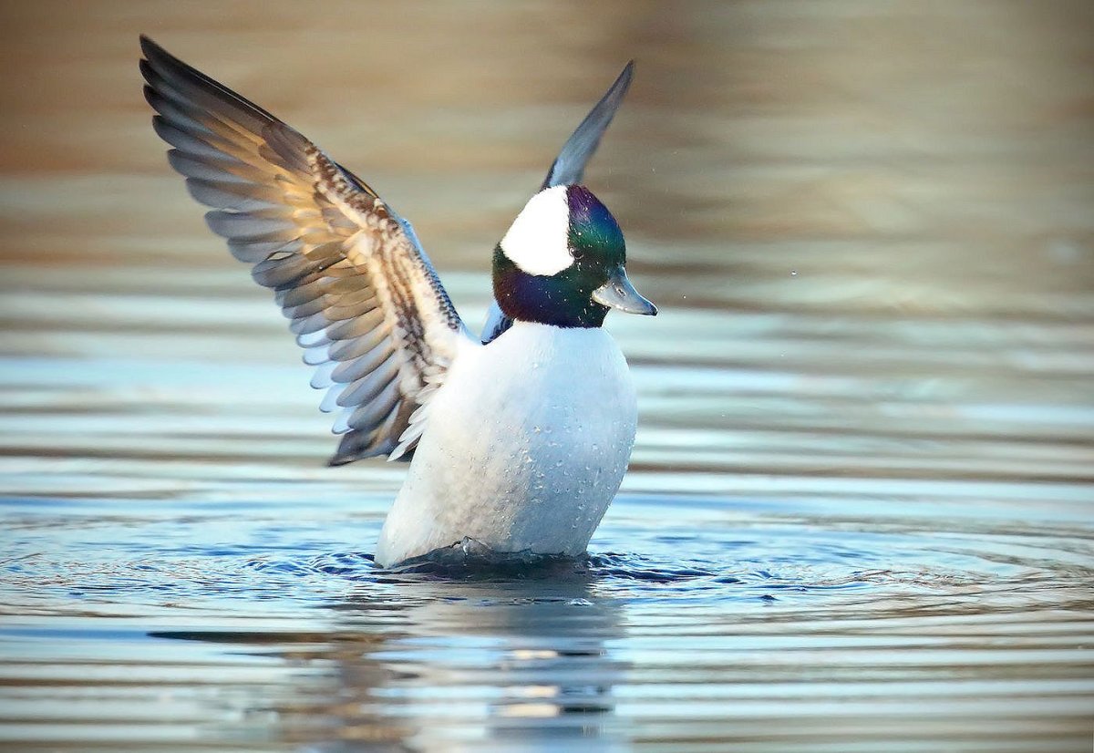 Марки Канады птицы