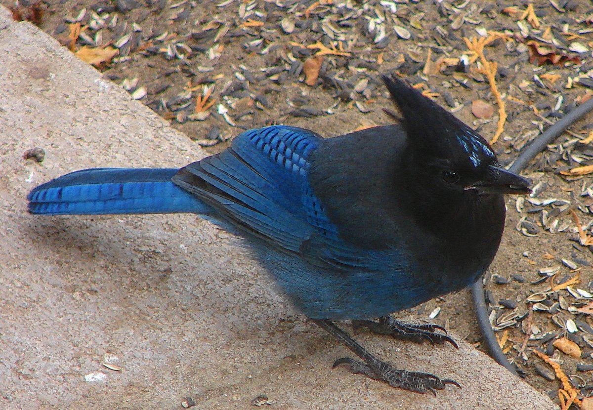 Эстетика природы птицы