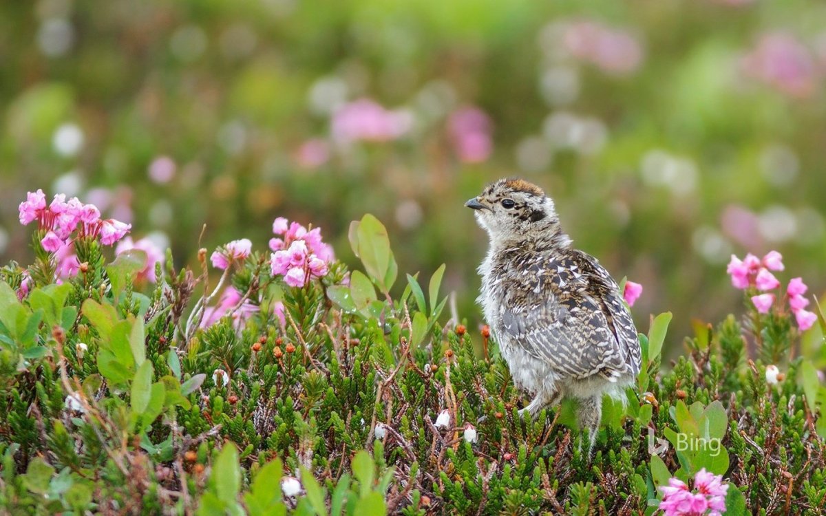 Гусь с телефоном