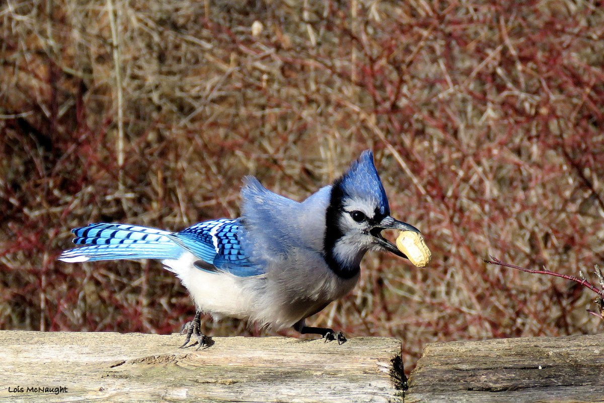 Буклет птицы Канады