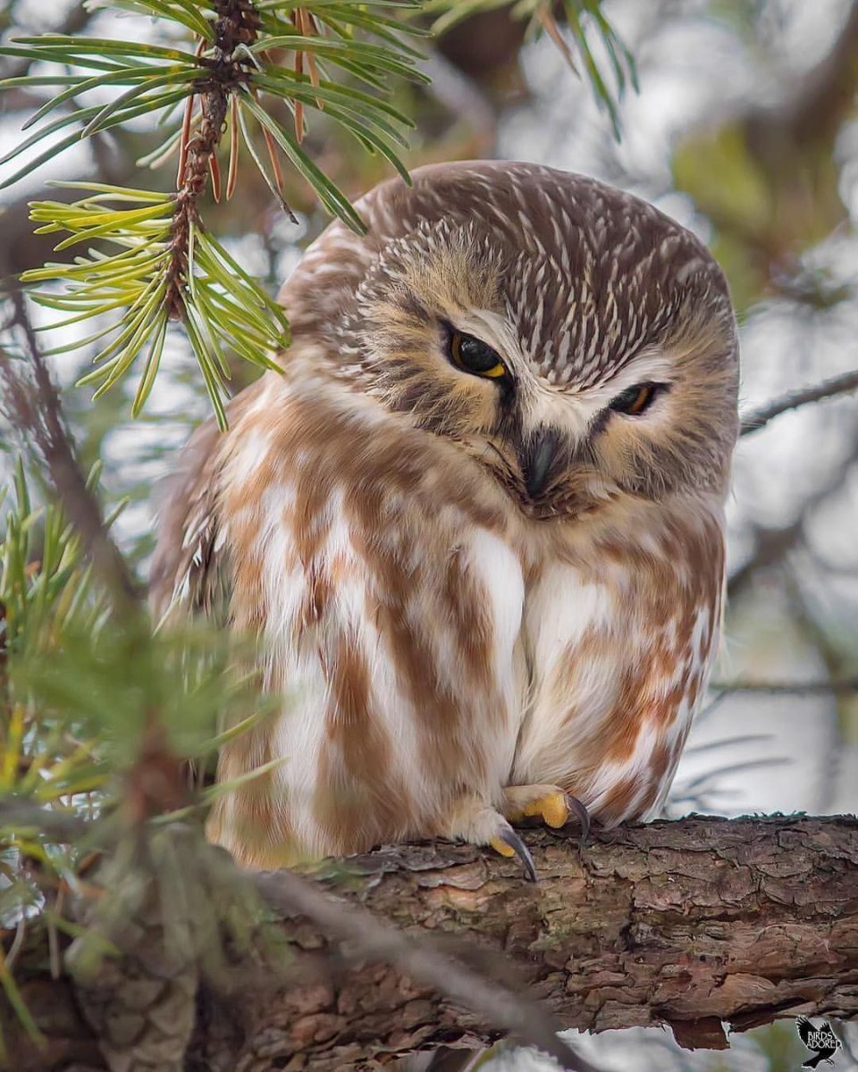 Птица — воротничковый рябчик