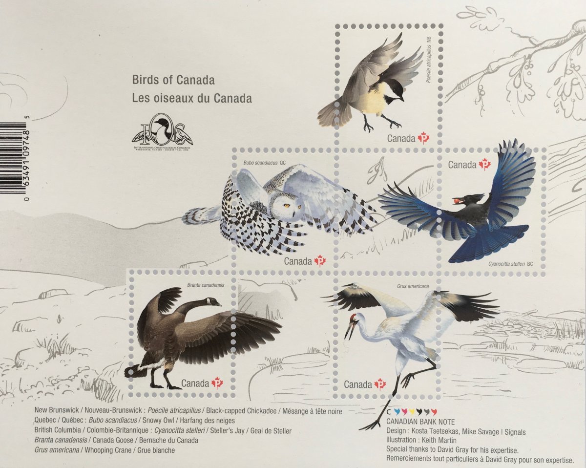 Хищные птицы Канады