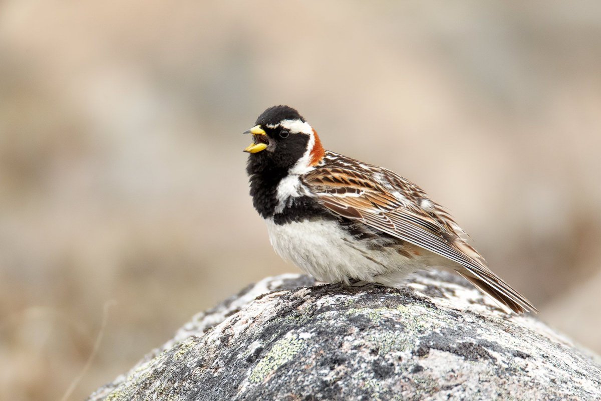 Атлантический тупик