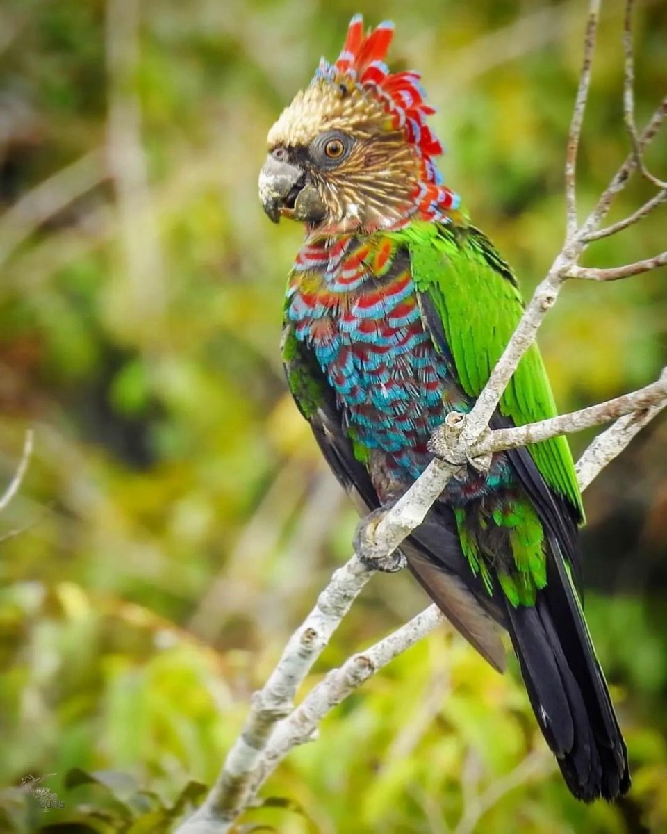 Казарка зима