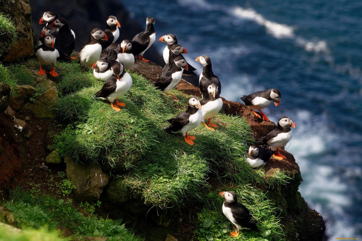 Смешная утка Мандаринка