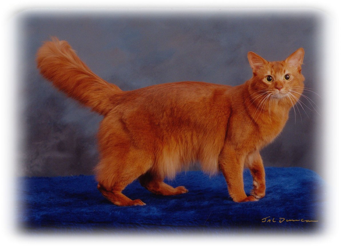 Кошка Сомали соррель