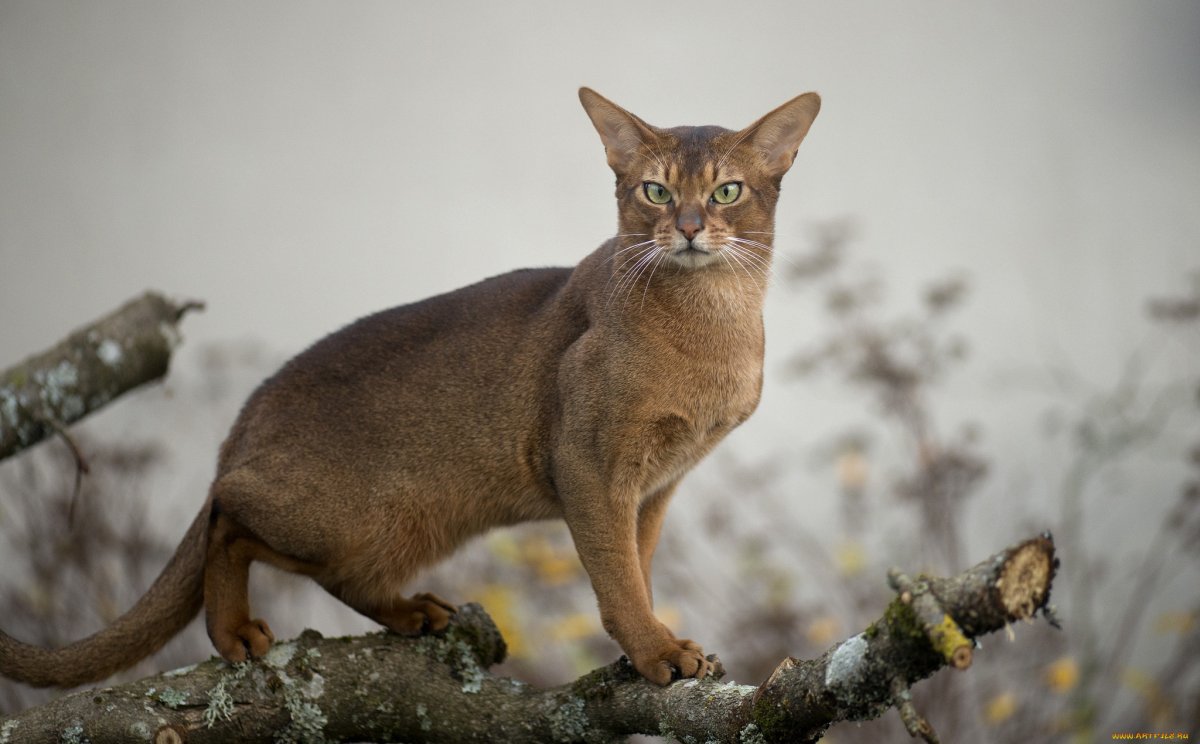Абиссинская Пума