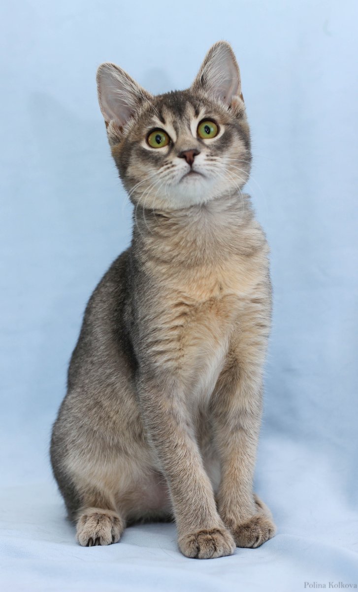 Абиссинский метис