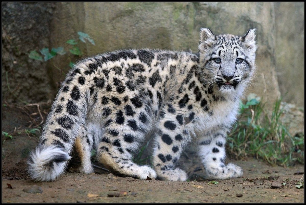 Алтайский Ирбис